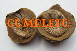 CARTAGENA PALEONTOL�GICA